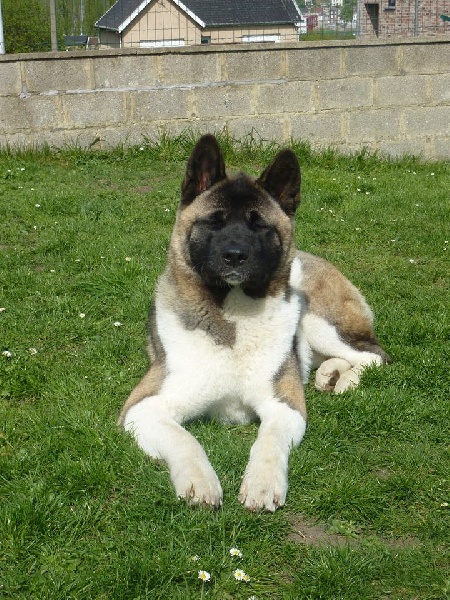 Maylie