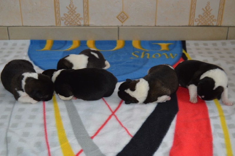 Chiots nés le 26.05.15